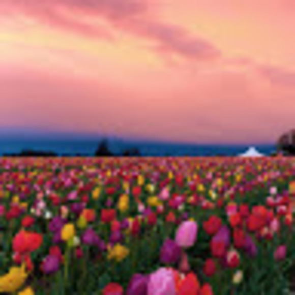 Meet your Posher, Shelley - Picture 1 of 1